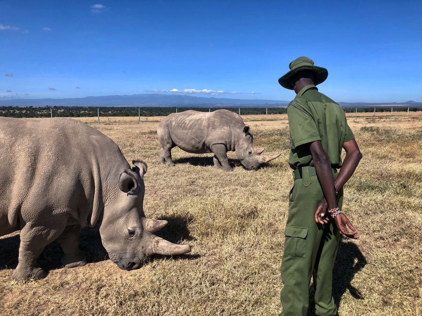 Ranger supervises northern white rhinos in Ol Pejeta Conservancy, Kenya wildlife.