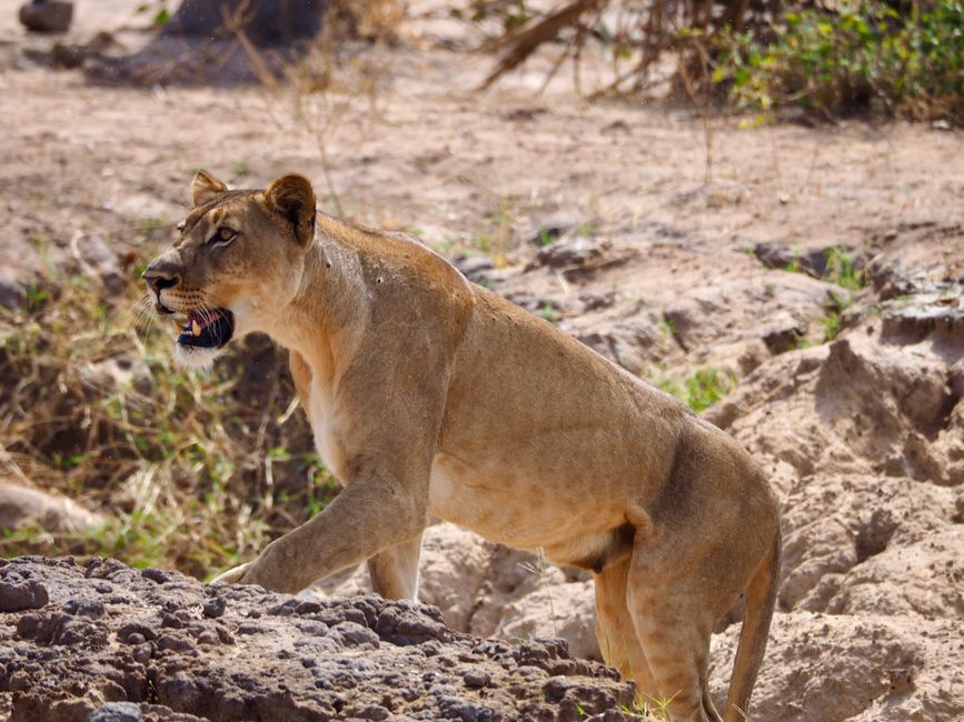 A powerful lioness roams the wilderness of Southern Region, Malawi, showcasing natural grace.